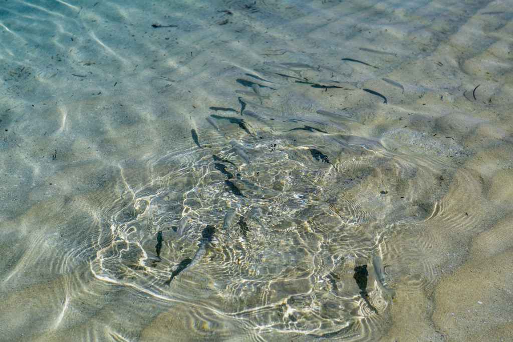 Black and grey reef fish swimming in shallow waters on the shore.