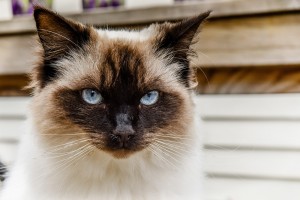 The stunning blue gray eyes of a Himalayan Blue point cat