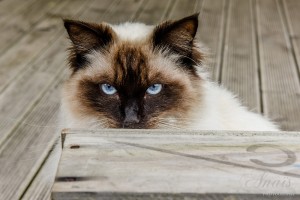 The stunning Blue gray eyes of a Himalayan Blue Point as it stares from behind the yard bench