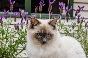 The Himalayan blue point stares cross-eyed against a background of purple flowers