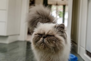 The persian cat closing it's eyes and waging it's tail