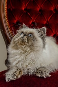 Persian cat staring up from it's royal red chair