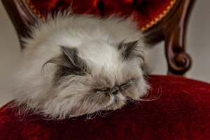 The persian cat takes a nap on it's red royal seat