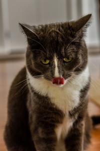 American shorthair licking after dinner