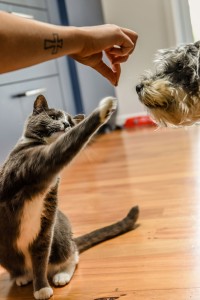 An American Shorthair playing with it's food while a pup watches