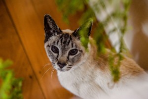 The siamese cat stares at the camera through pot plants