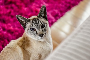 The siamese cat stares at the camera from behind a pink rug