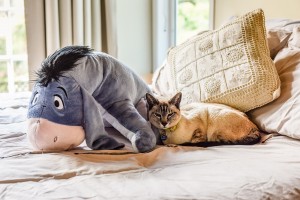 The siamese cat sits majestically and cuddles Eeyore the donkey