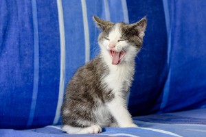 The manx kitten yawns sitting on a couch of deep blue