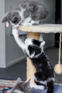 The manx kitten sits on the straw stool while it wrestles another kitten