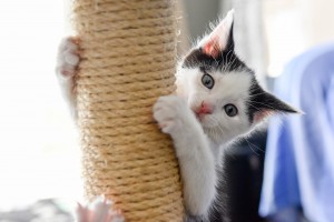 Kitten climbing straw chair