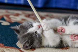 The manx kitten nibbling a straw