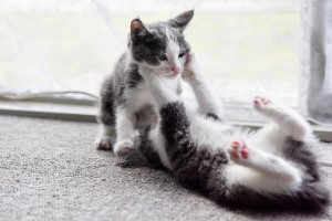 2 Manx kittens wrestling