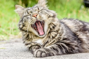 The Domestic Shorthair opens it's mouth in a big yawn while napping in the yard