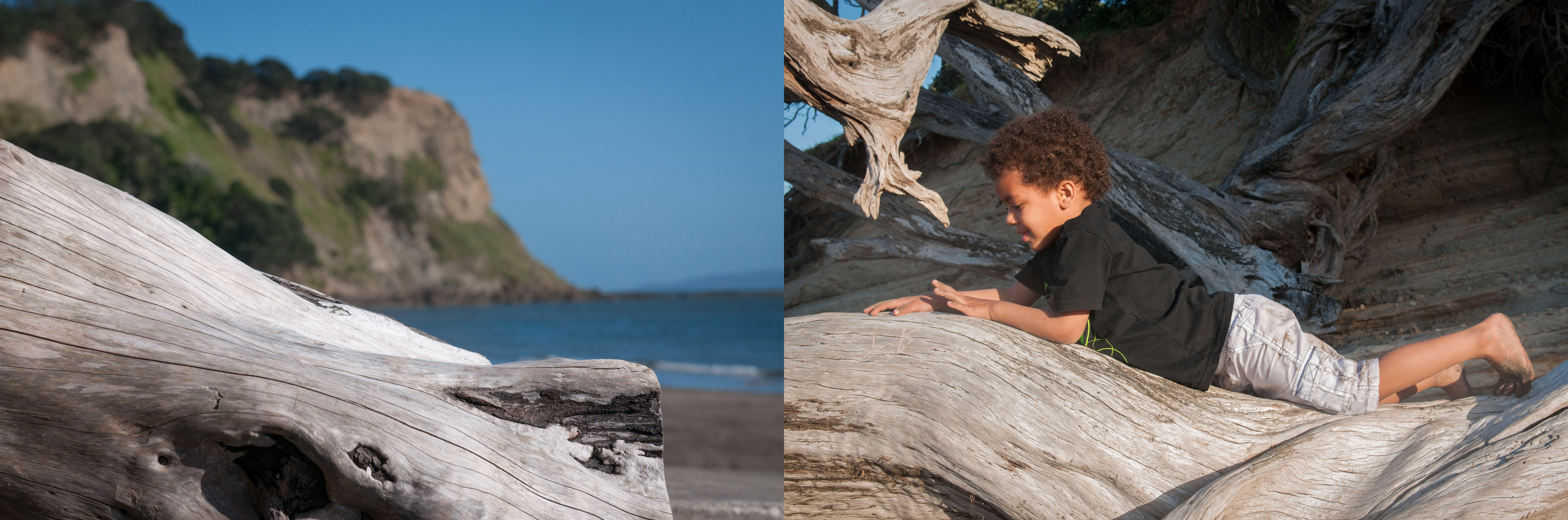 Toddler boy on tree montage portrait at sunset professional portrait by Anais Chaine Auckland photographer in Shakespeare Bay, New Zealand