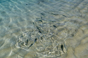 Black and grey reef fish swimming in shallow waters on the shore.