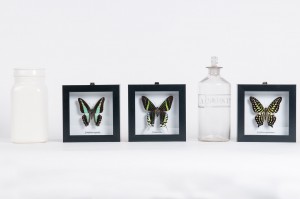Encased butterfly hangings Product photography Anais Chaine professional Auckland photographer for Auckland museum www.anaischaine.com