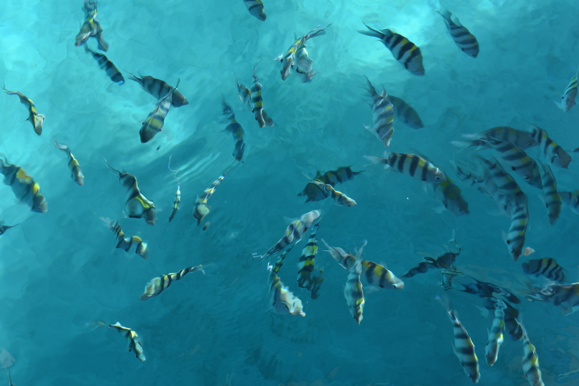 Picture of fishes in the blue turquoise sea