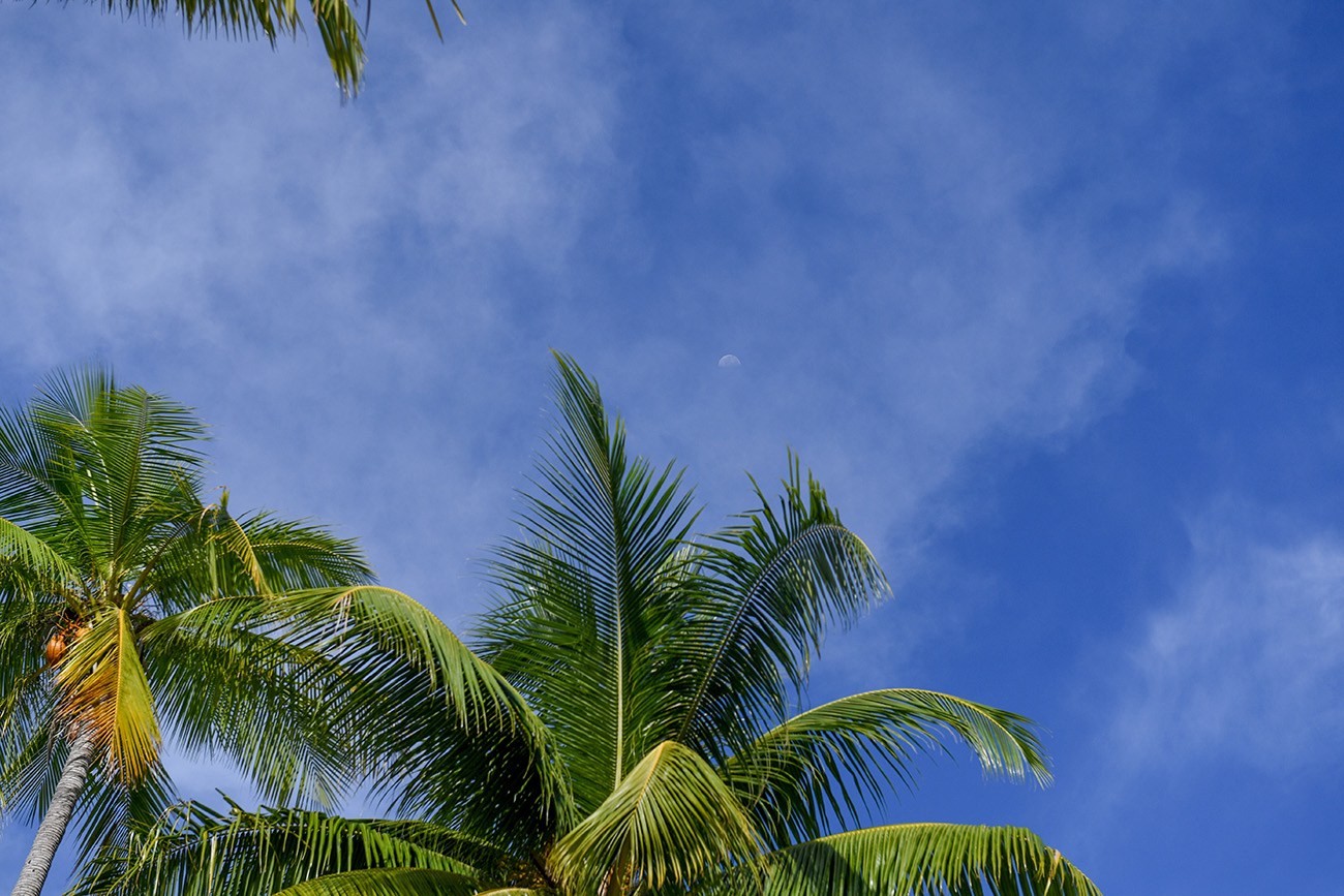 Half moon in daylight under the palm trees at Plantation Island Resort Fiji