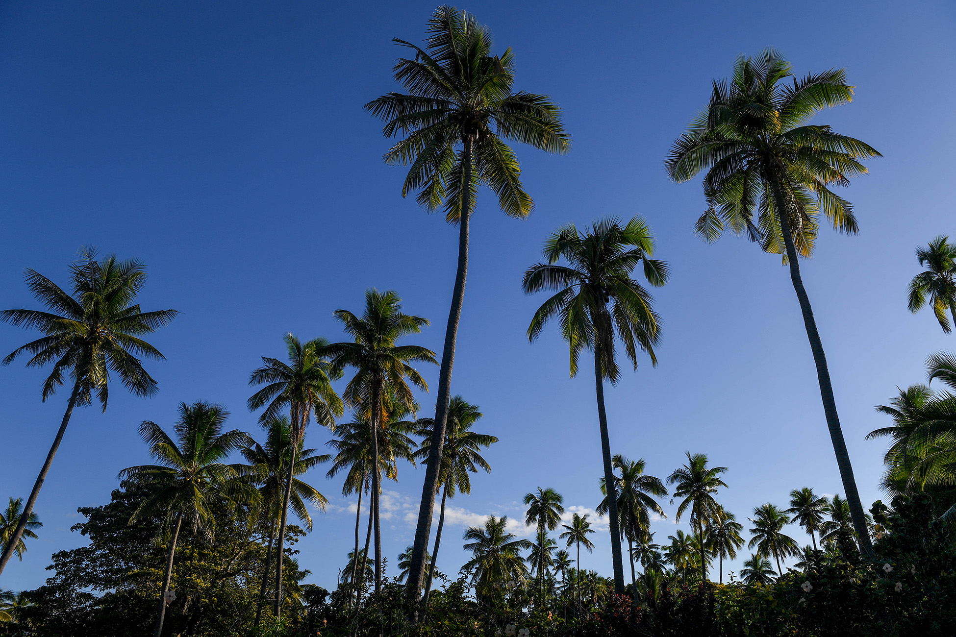 Towering palm trees over the jet blue skies of Vomo Island Fiji
